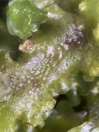 Attēlu rezultāti vaicājumam “Pellia”