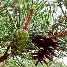 Attēlu rezultāti vaicājumam “Pinus sylvestris var. borussica”
