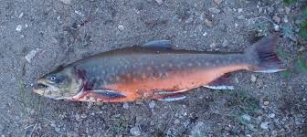 Image result for Salvelinus alpinus oquassa