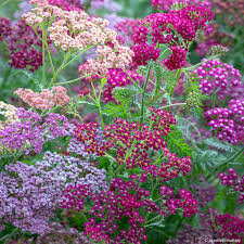 Attēlu rezultāti vaicājumam “Achillea millefolium flower”