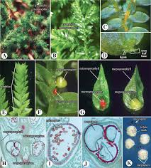 Attēlu rezultāti vaicājumam “Saelania glaucescens sporophyte”