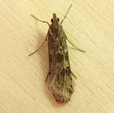 Attēlu rezultāti vaicājumam “Nomophila noctuella”