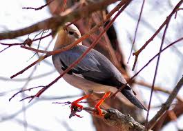 Image result for Turdus obscurus