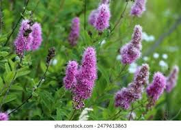 Attēlu rezultāti vaicājumam “Spiraea salicifolia”