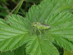 Attēlu rezultāti vaicājumam “Rhogogaster picta”