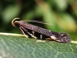 Attēlu rezultāti vaicājumam “Micropterix aureatella”