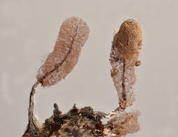 Attēlu rezultāti vaicājumam “Stemonitopsis typhina var. similis”