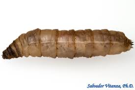 Attēlu rezultāti vaicājumam “Tipulidae larva”