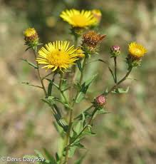 Attēlu rezultāti vaicājumam “Inula salicina bud”
