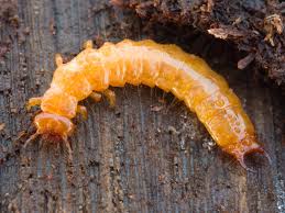 Attēlu rezultāti vaicājumam “Schizotus pectinicornis”