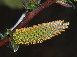 Attēlu rezultāti vaicājumam “Salix x doniana”