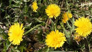 Attēlu rezultāti vaicājumam “Taraxacum suecicum”