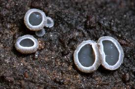 Attēlu rezultāti vaicājumam “Mollisia amenticola”