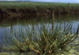 Attēlu rezultāti vaicājumam “Triglochin maritimum”