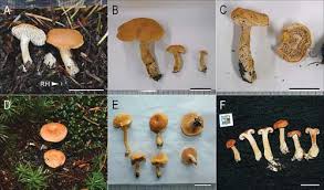 Attēlu rezultāti vaicājumam “Hydnum sp.”