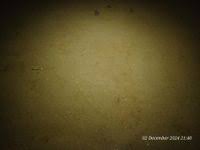 Image result for Gymnura natalensis