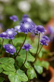 Attēlu rezultāti vaicājumam “Hepatica nobilis flower”
