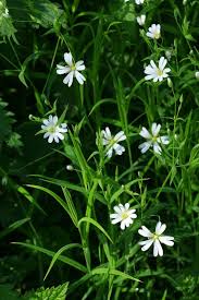 Attēlu rezultāti vaicājumam “Stellaria holostea fruit”