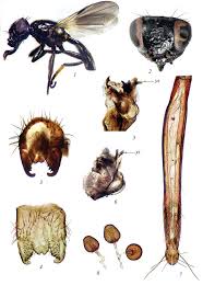 Attēlu rezultāti vaicājumam “Tetanops myopina”