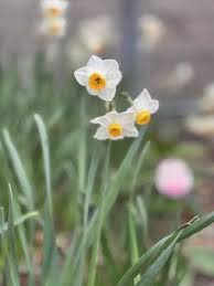 Attēlu rezultāti vaicājumam “Narcissus bud”