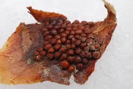 Attēlu rezultāti vaicājumam “Pucciniastrum areolatum”