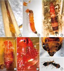 Attēlu rezultāti vaicājumam “Mellicta athalia larva”