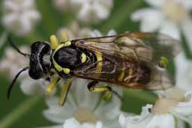 Attēlu rezultāti vaicājumam “Tenthredo campestris female”