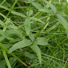 Attēlu rezultāti vaicājumam “Galium boreale”