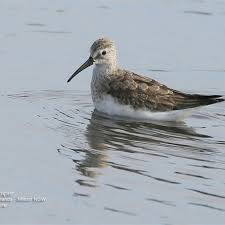 Attēlu rezultāti vaicājumam “Calidris ferruginea adult”