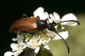 Attēlu rezultāti vaicājumam “Pseudovadonia livida”