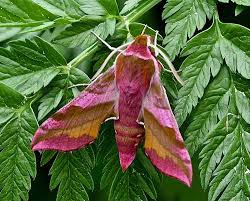 Attēlu rezultāti vaicājumam “Deilephila porcellus”