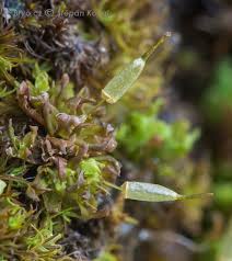 Attēlu rezultāti vaicājumam “Eurhynchiastrum pulchellum macro”