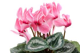 Image result for Cyclamen persicum