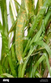 Attēlu rezultāti vaicājumam “Puccinia poarum”