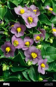 Image result for Exacum affine