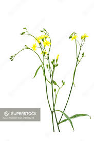 Attēlu rezultāti vaicājumam “Lapsana communis”