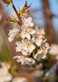Attēlu rezultāti vaicājumam “Cerasus flower”