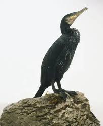 Image result for Phalacrocorax carbo