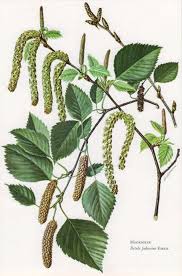 Attēlu rezultāti vaicājumam “Betula pubescens”