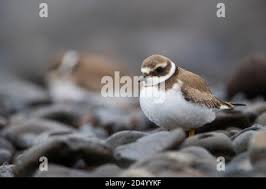 Attēlu rezultāti vaicājumam “Charadrius hiaticula adult”