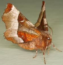 Attēlu rezultāti vaicājumam “Selenia tetralunaria”