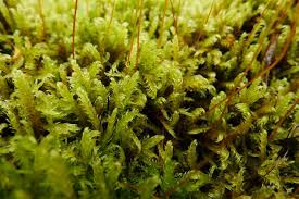 Attēlu rezultāti vaicājumam “Warnstorfia fluitans”