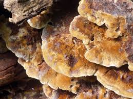 Attēlu rezultāti vaicājumam “Inonotus leporinus”