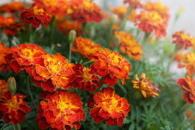 Attēlu rezultāti vaicājumam “Tagetes flower”