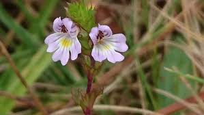 Image result for Euphrasia stricta