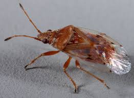 Attēlu rezultāti vaicājumam “Kleidocerys resedae”