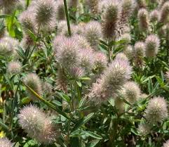 Attēlu rezultāti vaicājumam “Trifolium arvense fruit”