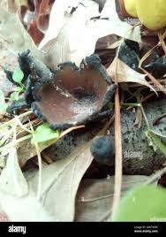 Attēlu rezultāti vaicājumam “Urnula craterium”