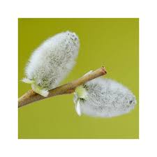 Attēlu rezultāti vaicājumam “Salix caprea fruit”
