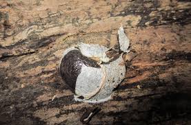 Attēlu rezultāti vaicājumam “Reticularia lobata spores”